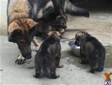 german shepherd puppy posted by Von Marker Spiel Kennels